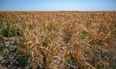 ( AFP / DANIEL MIHAILESCU )