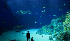 Les aquariums proposent des activités insolites: nager avec des requins, voir une vraie sirène ou un triton… ( crédit photo : Shutterstock )