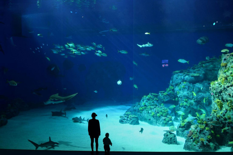 Les aquariums proposent des activités insolites: nager avec des requins, voir une vraie sirène ou un triton… ( crédit photo : Shutterstock )