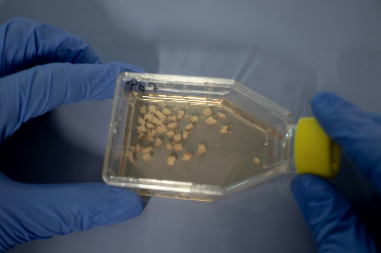 La toxicologue belge Laura Pirard montre des tranches de biopsie d'échantillons de tissu adipeux d'ours polaires, dans un laboratoire à bord du brise-glace de recherche "Kronprins Haakon" alors qu'il navigue dans l'est du Spitzberg, dans l'archipel du Svalbard, le 9 avril 2025 ( AFP / Olivier MORIN )
