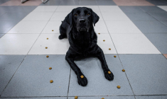 (illustration) ( AFP / ANTHONY WALLACE )