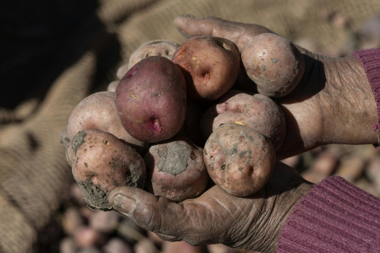 La paysanne aymara Dominga Quenta tient des pommes de terre dans ses mains, dans la communauté de Caritamaya, près du lac Titicaca, dans la région de Puno, au Pérou, le 29 mai 2026 ( AFP / Juan Carlos CISNEROS )