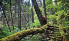 Lesforêts boréales de Russie sont en danger