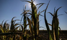 Des plants de maïs desséchés à Châtillon-sur-Indre, le 10 juillet 2026 dans le Maine-et-Loire, lors d'une vague de chaleur en France ( AFP / Alain JOCARD )