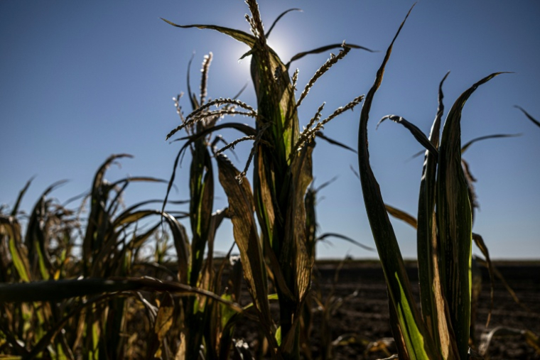 Des plants de maïs desséchés à Châtillon-sur-Indre, le 10 juillet 2026 dans le Maine-et-Loire, lors d'une vague de chaleur en France ( AFP / Alain JOCARD )