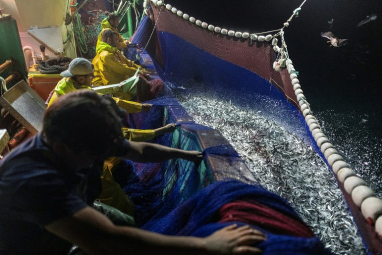 Des marins du bateau de pêche Stereden Ar Moor remontent un filet rempli de sardines, au large du Conquet, le 17 juillet 2025 dans le Finistère ( AFP / Fred TANNEAU )