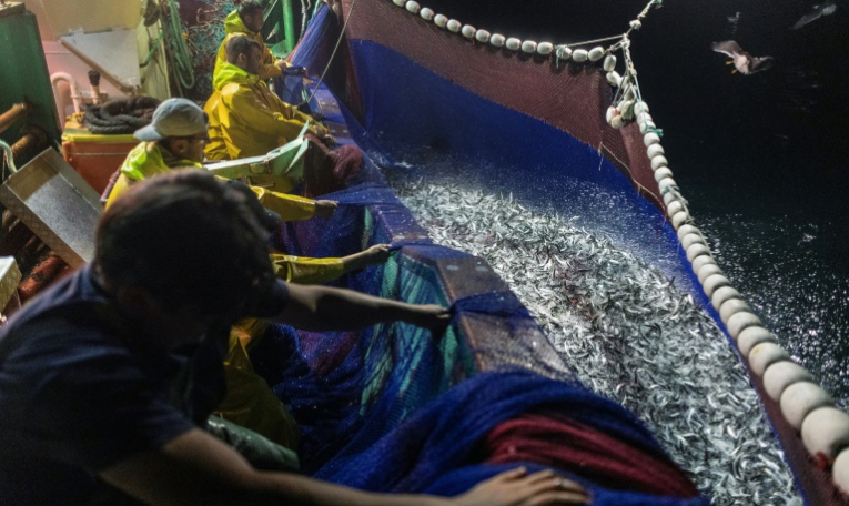 Des marins du bateau de pêche Stereden Ar Moor remontent un filet rempli de sardines, au large du Conquet, le 17 juillet 2025 dans le Finistère ( AFP / Fred TANNEAU )