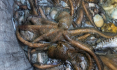 Des poulpes sont rassemblés dans un sac à bord du Marc'h Mor, au large de l'île Molène, dans le Finistère, le 7 mai 2026 ( AFP / Fred TANNEAU )