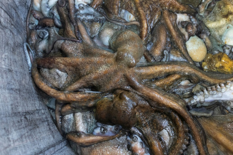 Des poulpes sont rassemblés dans un sac à bord du Marc'h Mor, au large de l'île Molène, dans le Finistère, le 7 mai 2026 ( AFP / Fred TANNEAU )