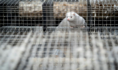 UN ÉLEVAGE DE VISONS CONTAMINÉ PAR LE CORONAVIRUS EN FRANCE