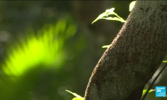 Brésil : Lula annonce un nouveau plan contre la déforestation de l'Amazonie