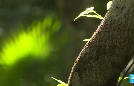Brésil : Lula annonce un nouveau plan contre la déforestation de l'Amazonie