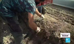 Covid-19 : L'épidémie plane sur la récolte des asperges