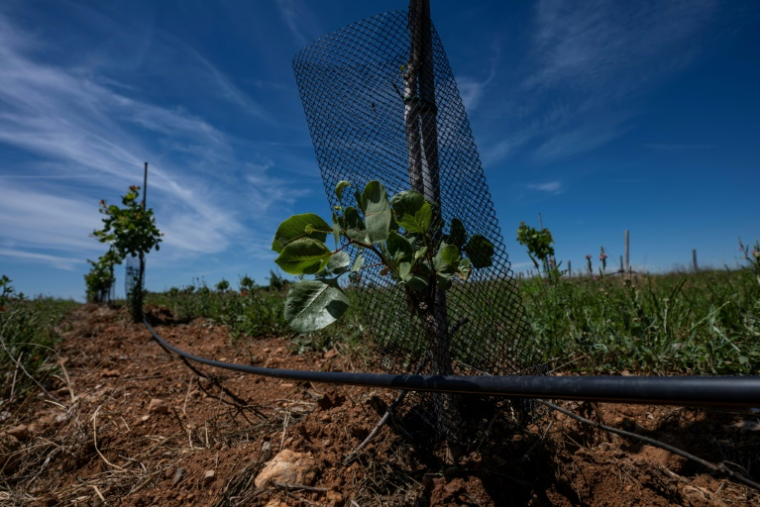 Un jeune pistachier équipé d'un système d'irrigation goutte-à-goutte en surface, géré à distance à l'aide d'un smartphone, le 3 juin 2026 à Montagnac-Montpezat (Alpes-de-Haute-Provence) ( AFP / MIGUEL MEDINA )