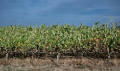 Les vignes de Marina et Loïc Fourrure à Theix-Noyalo, près de Vannes (Morbihan), le 24 août 2026 ( AFP / Sebastien Salom-Gomis )