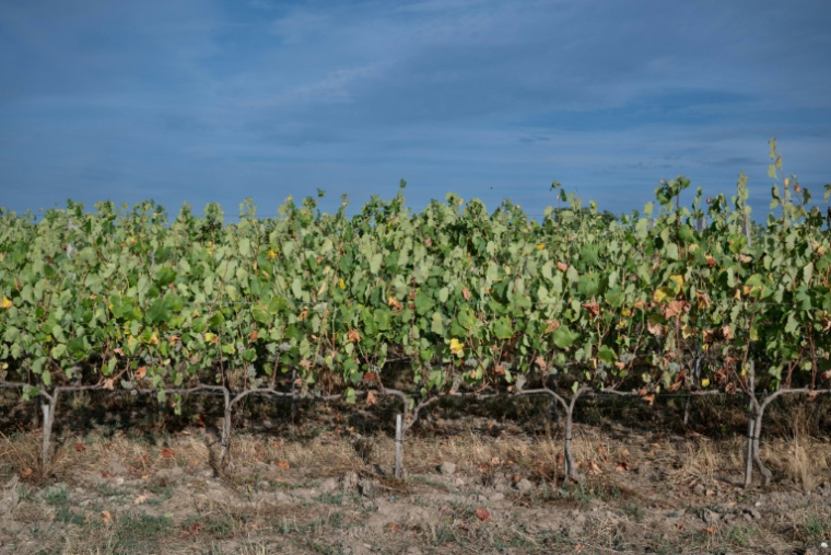Les vignes de Marina et Loïc Fourrure à Theix-Noyalo, près de Vannes (Morbihan), le 24 août 2026 ( AFP / Sebastien Salom-Gomis )