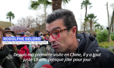 Beauval: derniers adieux du public, avant le retour des pandas en Chine