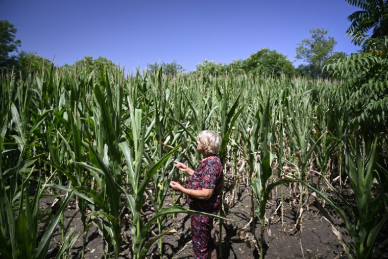 Rumyana Tsoneva inspecte son champ de maïs en manque d'eau, le 2 juillet 2025 à Gorna Studena, en Bulgarie ( AFP / Nikolay DOYCHINOV )