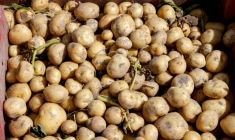 Durement frappés par la sécheresse qui sévit depuis plusieurs mois en France, les producteurs de pommes de terre anticipent l'une des plus fortes baisses de production jamais enregistrées ( AFP / Ludovic MARIN )