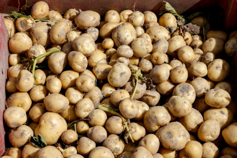 Durement frappés par la sécheresse qui sévit depuis plusieurs mois en France, les producteurs de pommes de terre anticipent l'une des plus fortes baisses de production jamais enregistrées ( AFP / Ludovic MARIN )