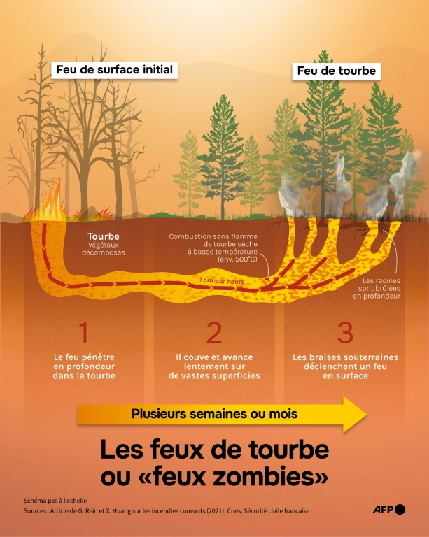 Schéma montrant le mécanisme de propagation des feux de tourbe couvants, dits "feux zombies" ( AFP / Valentina BRESCHI )