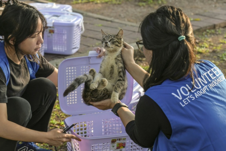 Deux bénévoles de l'ONG Let's Adopt Indonesia vérifiant si un chat errant a été stérilisé ou non, dans un parc de Jakarta, le 14 mai 2026 ( AFP / BAY ISMOYO )