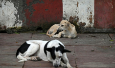 Des chiens errants dans une rue de New Delhi, le 12 août 2025 en Inde ( AFP / Sajjad HUSSAIN )