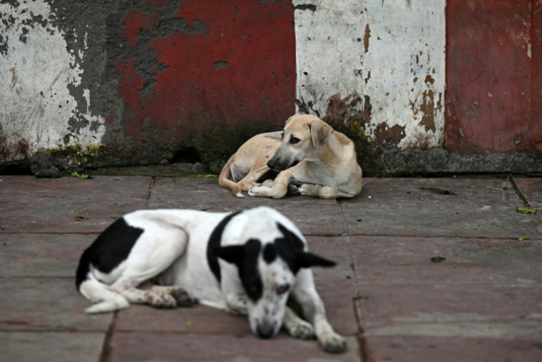 Des chiens errants dans une rue de New Delhi, le 12 août 2025 en Inde ( AFP / Sajjad HUSSAIN )
