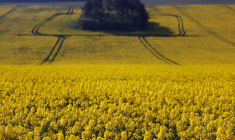 LA PAC N'A PAS PERMIS DE LUTTER CONTRE LE CHANGEMENT CLIMATIQUE, SELON LA COUR DES COMPTES EUROPÉENNE