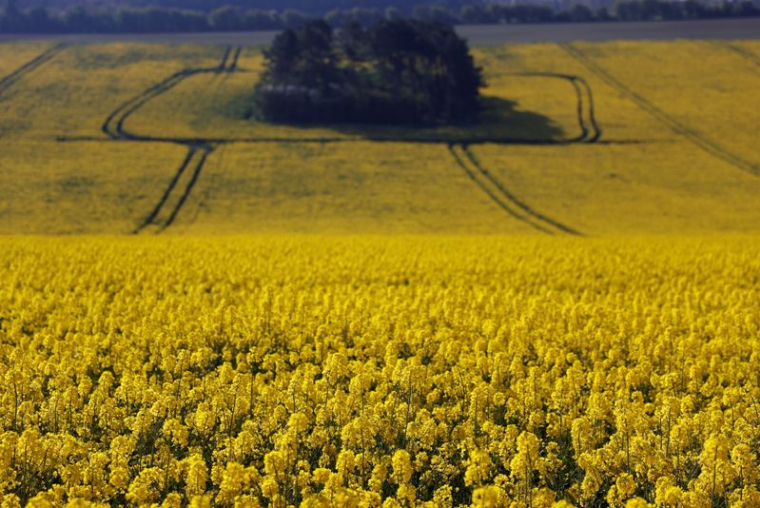LA PAC N'A PAS PERMIS DE LUTTER CONTRE LE CHANGEMENT CLIMATIQUE, SELON LA COUR DES COMPTES EUROPÉENNE