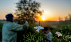 Des ouvriers agricoles récoltent des fleurs de jasmin au lever du soleil dans un champ du village de Shubra Balula, dans le nord du delta du Nil, en Égypte, le 7 juillet 2025 ( AFP / Khaled DESOUKI )