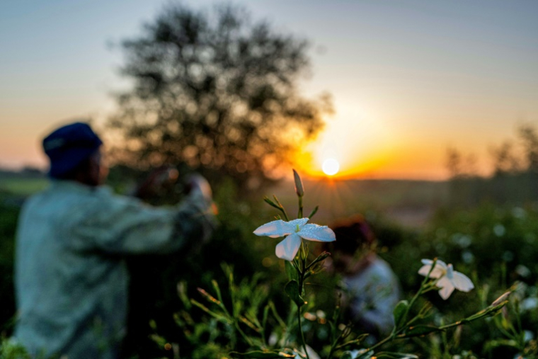 Des ouvriers agricoles récoltent des fleurs de jasmin au lever du soleil dans un champ du village de Shubra Balula, dans le nord du delta du Nil, en Égypte, le 7 juillet 2025 ( AFP / Khaled DESOUKI )