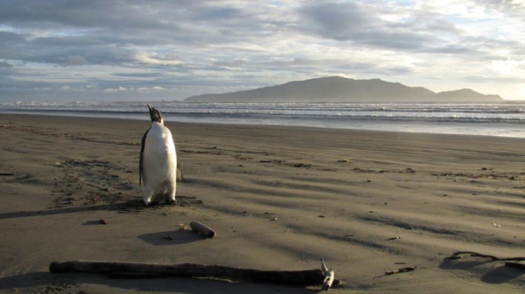 Un manchot empereur en Nouvelle-Zélande, à quelque 3.000 kilomètres de son habitat antarctique, au nord de Wellington, le 20 juin 2015 ( DEPARTMENT OF CONSERVATION / Richard Gill )