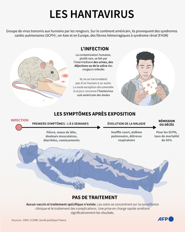 Planche descriptive du mode de transmission et des symptômes des hantavirus ( AFP / Nicholas SHEARMAN )