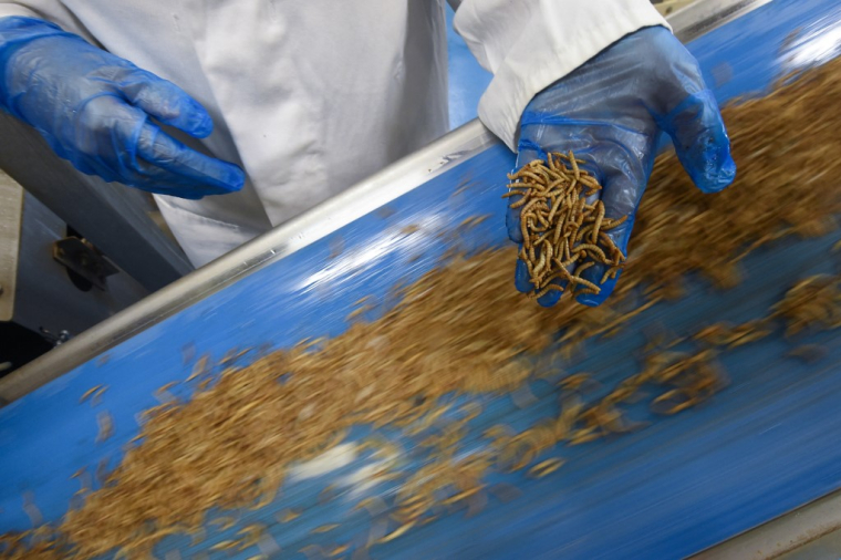 ( AFP / SEBASTIEN BOZON )