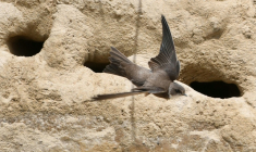 Une hirondelle sur une plage à Crozon, dans le Finistère, en mai 2020 ( AFP / Fred TANNEAU )