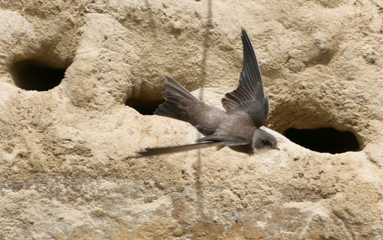 Une hirondelle sur une plage à Crozon, dans le Finistère, en mai 2020 ( AFP / Fred TANNEAU )