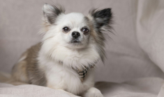 Massai, un chihuahua photographié à Paris, le 24 mai 2023 ( AFP / JOEL SAGET )