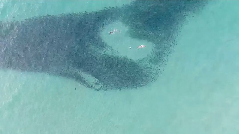 AUSTRALIE: UN HOMME DANS UN ÉTAT CRITIQUE APRÈS UNE ATTAQUE DE REQUIN