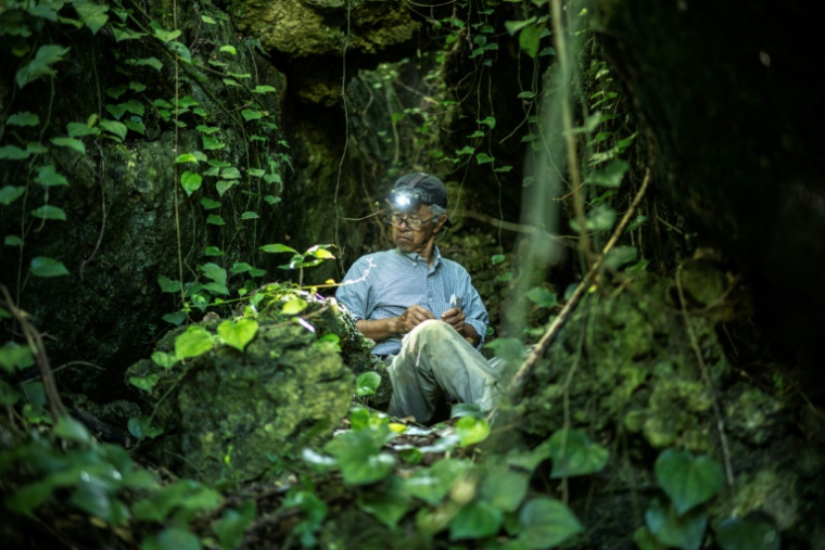 Takamatsu Gushiken, qui recherche bénévolement des restes humains, oubliés depuis la Seconde Guerre mondiale, arpente une forêt à Itoman, dans la préfecture d'Okinawa, le 11 juin 2025 au Japon ( AFP / Philip FONG )