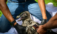 Pascal Orabi, coordinateur du programme LIFE Gyp'Act pour la Ligue de protection des oiseaux (LPO), bague un bébé gypaète barbu avant de le libérer, dans le Parc Naturel Régional du Vercors, près de Treschenu-Creyers, le 13 juin 2025 ( AFP / OLIVIER CHASSIGNOLE )