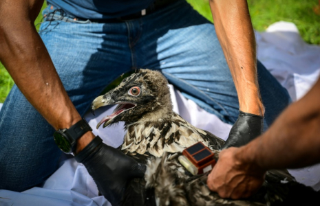 Pascal Orabi, coordinateur du programme LIFE Gyp'Act pour la Ligue de protection des oiseaux (LPO), bague un bébé gypaète barbu avant de le libérer, dans le Parc Naturel Régional du Vercors, près de Treschenu-Creyers, le 13 juin 2025 ( AFP / OLIVIER CHASSIGNOLE )
