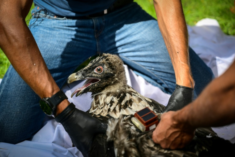 Pascal Orabi, coordinateur du programme LIFE Gyp'Act pour la Ligue de protection des oiseaux (LPO), bague un bébé gypaète barbu avant de le libérer, dans le Parc Naturel Régional du Vercors, près de Treschenu-Creyers, le 13 juin 2025 ( AFP / OLIVIER CHASSIGNOLE )