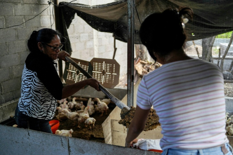 Jade (D) et sa grand-mère Sara Rivas travaillent dans leur ferme, le 3 décembre 2025 à El Rosario, au Salvador ( AFP / STRINGER )