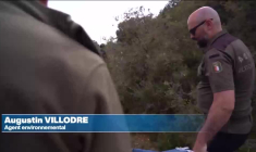 En Espagne, le sauvetage spectaculaire du lynx ibérique, quasiment éteint