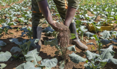 George Muturi applique du lombricompost, un engrais organique, sur sa parcelle de brocoli dans sa ferme du district de Lari, comté de Kiambu, au Kenya, le 12 août 2026. ( AFP / Tony KARUMBA )