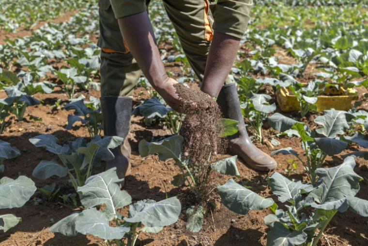 George Muturi applique du lombricompost, un engrais organique, sur sa parcelle de brocoli dans sa ferme du district de Lari, comté de Kiambu, au Kenya, le 12 août 2026. ( AFP / Tony KARUMBA )