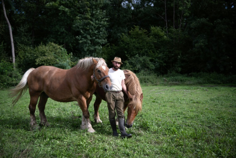 Malik Oudni et ses chevaux Vizir et Atalante, lors de vendanges à Ammerschwihr, dans le Haut-Rhin, le 5 septembre 2025 ( AFP / SEBASTIEN BOZON )
