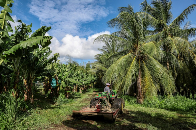 Une bananeraie à Basse-Pointe, en Martinique, le 24 novembre 2022 ( AFP / Charly TRIBALLEAU )