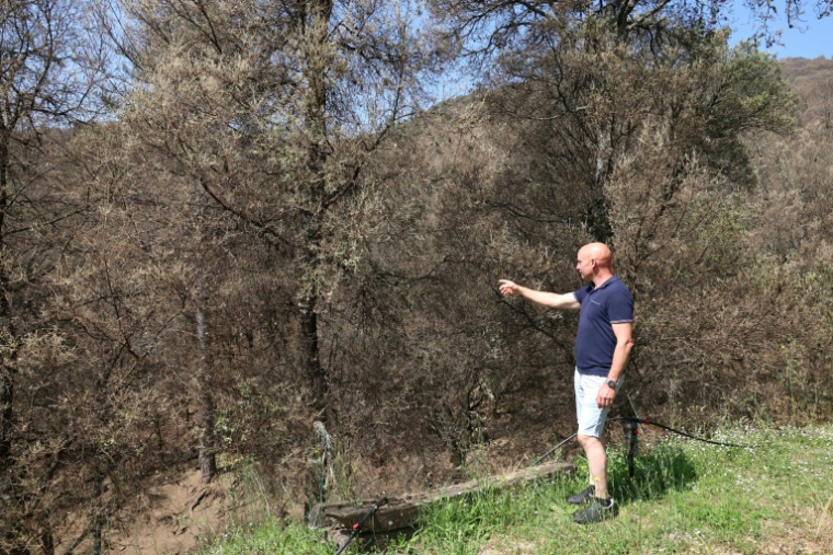 Une forêt de chênes dévastée par des chenilles du papillon bombyx à Guitera-les-Bains, en Corse, le 11 juin 2025 ( AFP / Pascal POCHARD-CASABIANCA )